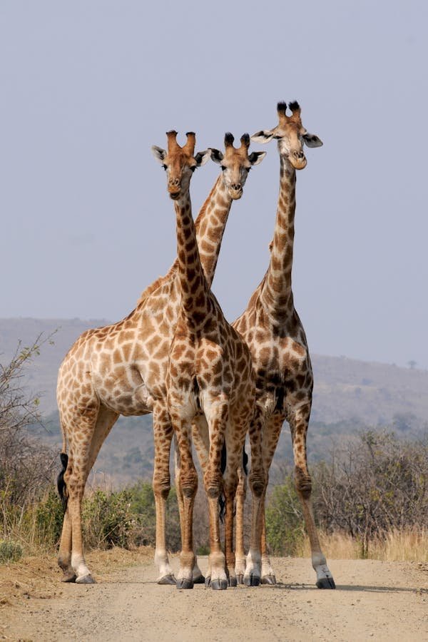 Voyage afrique du sud : safaris et découvertes à ne pas manquer