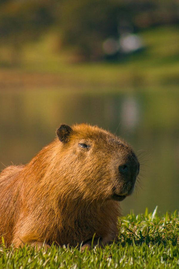 Découvrez les peluches capybara : câlin et joie pour tous !